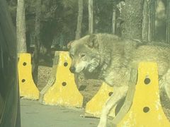 -秦皇岛野生动物园