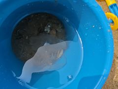 -天津东疆湾沙滩景区