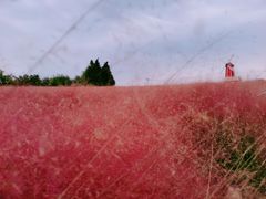 -羊亭河湿地公园