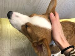 -浣熊柯尔鸭土拨鼠·电玩咖