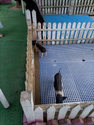 -萌宠亲子动物乐园(槐房万达店)