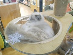 -袖虎宠物·金渐层缅因猫舍(灵芝店)