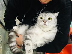 -猫咪博物馆(顶澳仔猫街店)