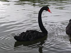 -珠海圆明新园