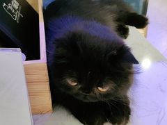 -喵园·猫主题咖啡厅·撸猫·猫咖(国贸店)