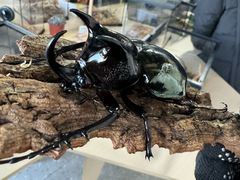-洛阳龙门海洋馆