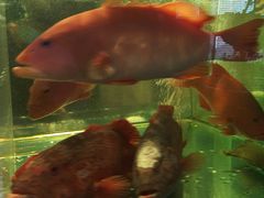 -1718海鲜姿造(苏宁宴请臻选店)