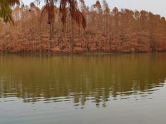 -上海海湾国家森林公园