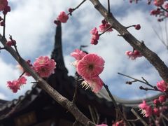 景点-香雪海