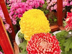 -沈阳植物园