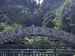 -西双版纳原始森林公园