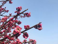 -香雪海