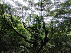 -深圳仙湖植物园