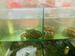 水产区-四海鲜渔家菜(黄金海岸店)