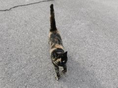 -瑞派福兴宠物医院犬猫全科·骨科·中西医结合(河东店)