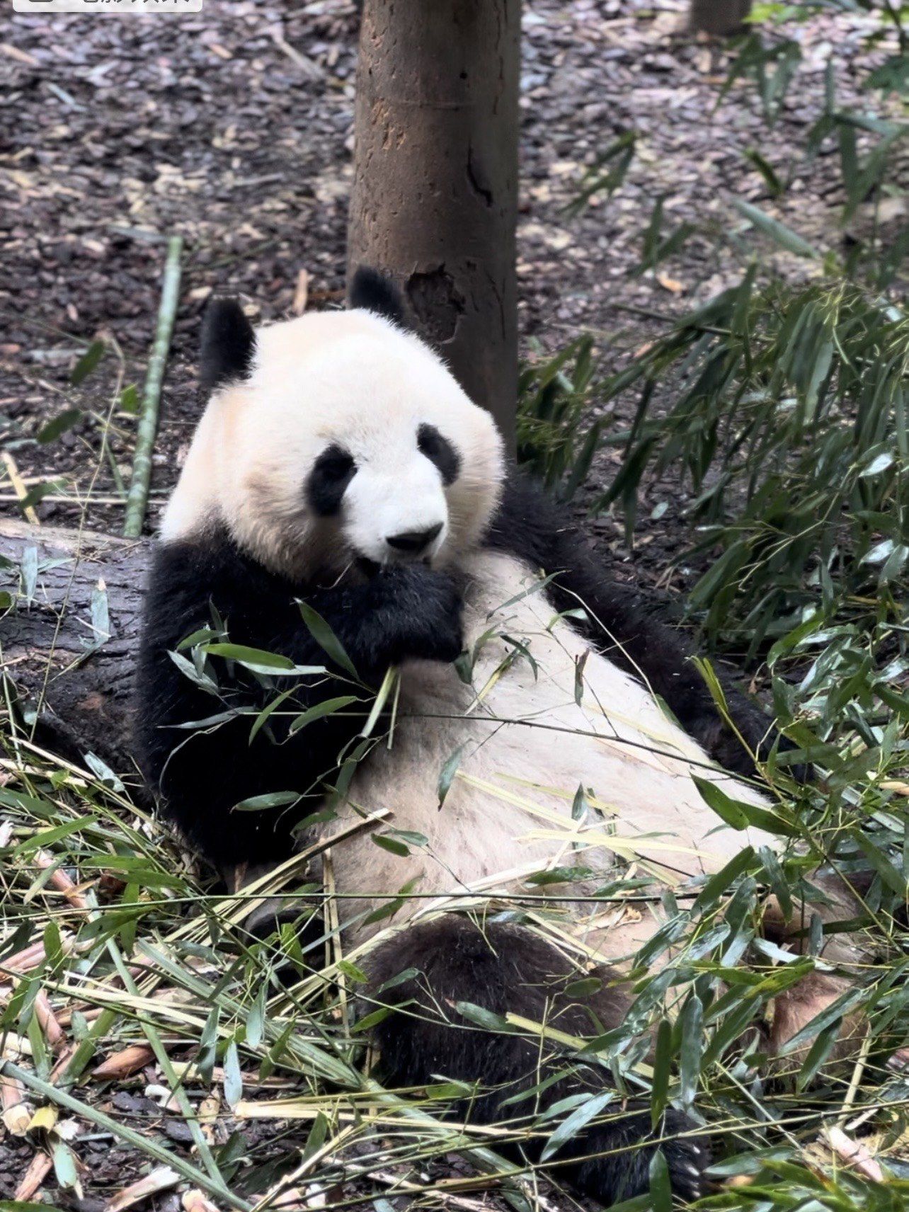 99成都熊猫谷|听劝吧!别去大熊猫基地排队了