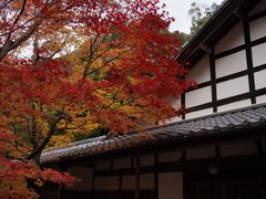 -西芳寺(苔寺)