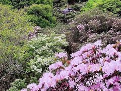-梧桐山风景名胜区