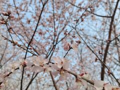 -桃花堤公园