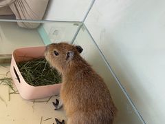 -怪兽屋·羊驼·猫咖·狗咖(俊华广场店)