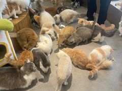 -飞行喵MR PILOT|猫舍·猫咖(静安大融城店)