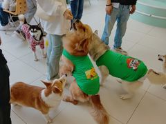 -怪兽屋·羊驼·猫咖·狗咖(俊华广场店)