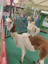 点击看大图 -萌宠亲子动物乐园(槐房万达店)