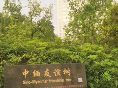 -中缅友谊树