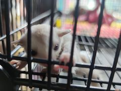 -中环花鸟鱼虫市场
