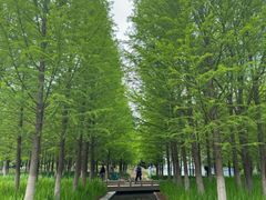 -泰州凤城河风景区-泰山公园