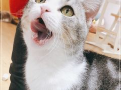 -1013 PET SHOP精品宠物商店(丁香店)