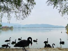 -长兴太湖图影湿地文化园