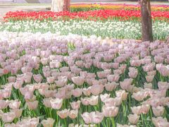 -洛阳郁金香牡丹园