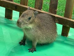 -远洋未来汇