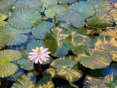 -国家植物园南园