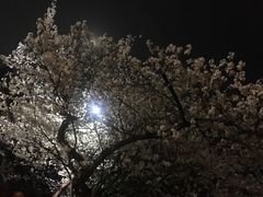 -武汉大学-樱园