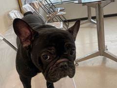 -共舞时光猫咖·狗咖(新街口店)