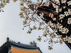 -灵谷景区
