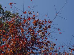 -广州市流溪河国家森林公园