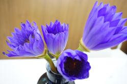 -悦芳庭美肤美体品牌集合店