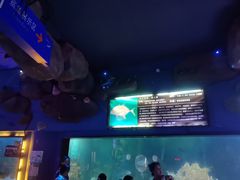 -烟台海昌鲸鲨海洋公园