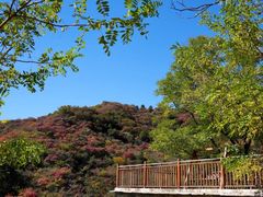 -黄金寨原生态旅游区