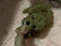 -萌兽医馆·宠物医院·猫骨科(创景店)