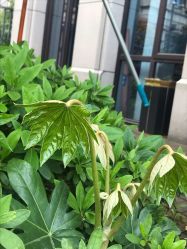 点击看大图 -大麦微针植发丨全国连锁