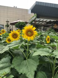 -梦田都市农场(银泰城店)
