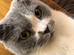 -喵园·猫主题咖啡厅·撸猫·猫咖(国贸店)