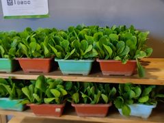 自助取餐区-鸽子窝(宋庄店)