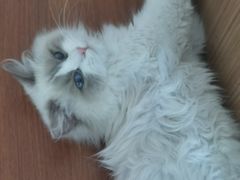 -猫大福·Fortune Cat猫舍(百子湾店)