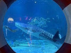 -烟台海昌鲸鲨海洋公园