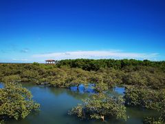 -北海金海湾红树林生态旅游区